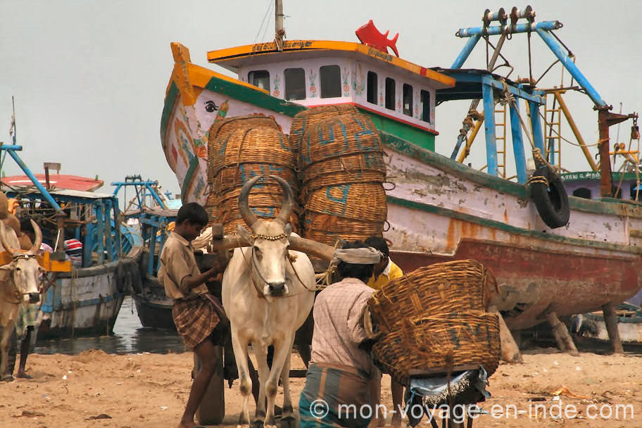 Voyage en Inde du sud